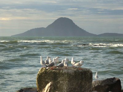 Gulls and Whale Island