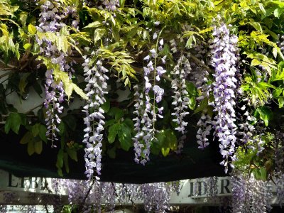 Wisteria