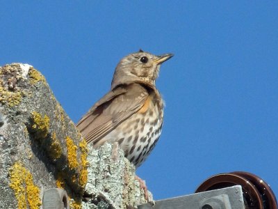 Song Thrush 1