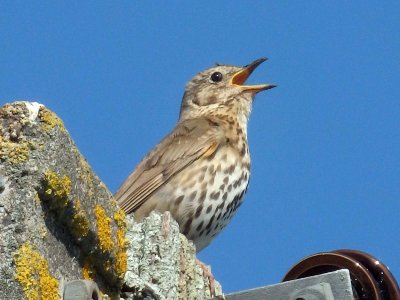 Song Thrush 4