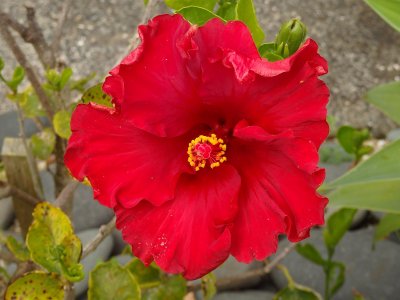 Red Hibiscus