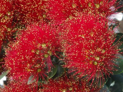 Pohutakawa Blossom 1