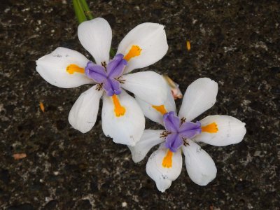 New Zealand Iris 1