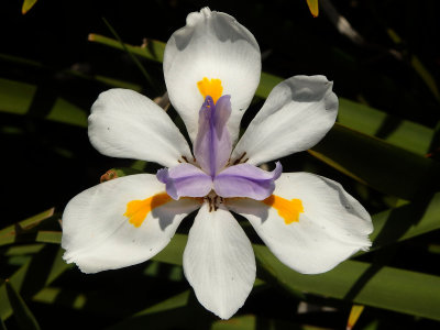 New Zealand Iris 2