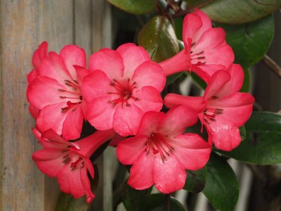 Rhododendron 2