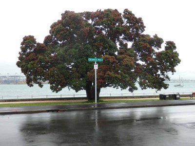 Pohutakawa Tree 2