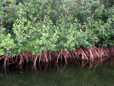 Mangroves are leafy