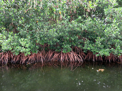 Mangroves are dense