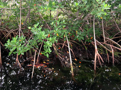 Mangroves have crazy roots