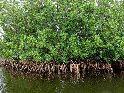 Mangroves are everywhere