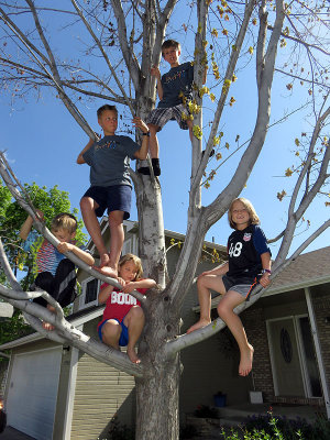 It's hard to drive east when all the kids are in a tree