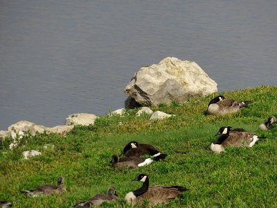 Kristina spies geese near our east-Kansas campsite