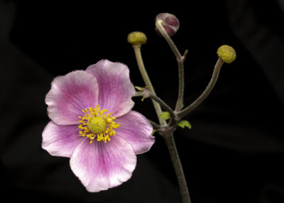 DSC00008_pink_flower.jpg