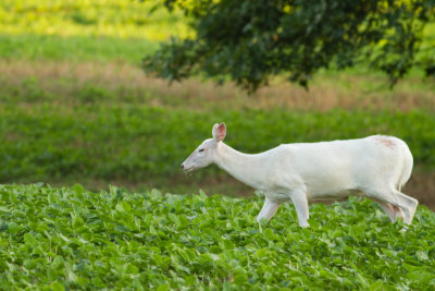 White Whitetail Deer from Dogtown