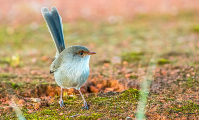 Wren