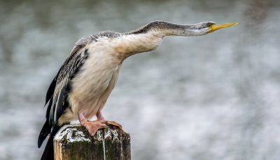 Australasian Darter