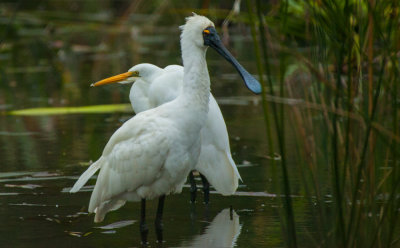 Black Faced Spoonbill