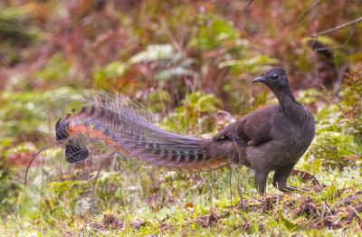 Lyrabird