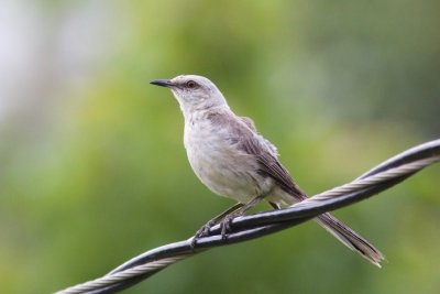 Tropical Mockingbird