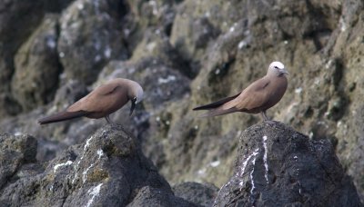 Brown Noddies