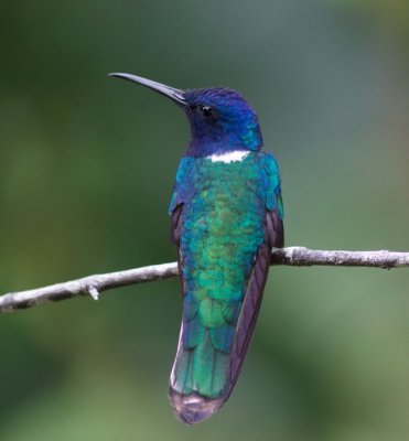 White-necked Jacobin