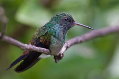 Copper-rumped Hummingbird