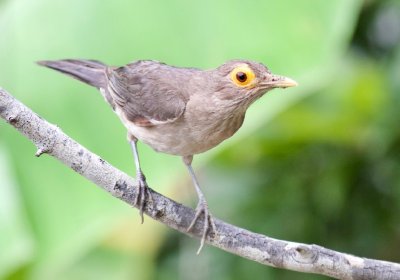 Spectacled Thrush