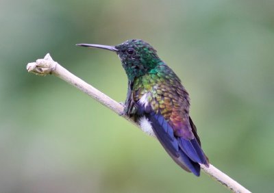 Copper-rumped Hummingbird