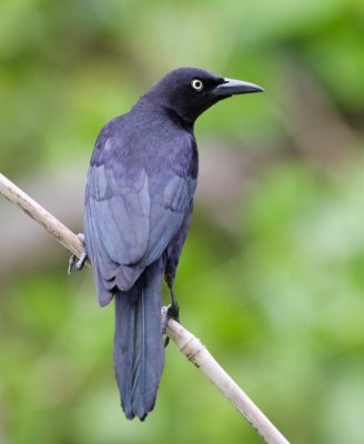 Carib Grackle