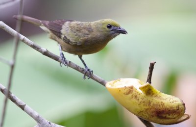 Palm Tanager