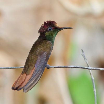 Ruby-topaz Hummingbird