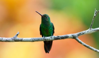 Copper-rumped Hummingbird