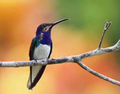 White-necked Jacobin