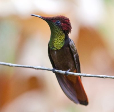 Ruby-topaz Hummingbird