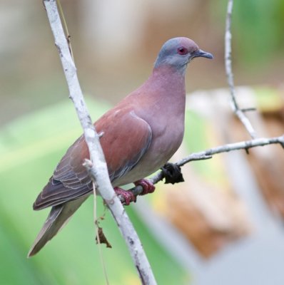 Pale-vented Pigeon