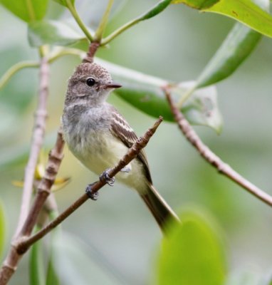 Northern Scrub-Flycatcher