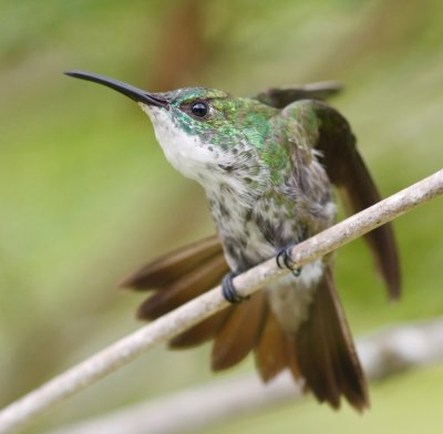 White-chested Emerald