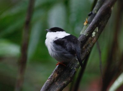 White-bearded Manakin