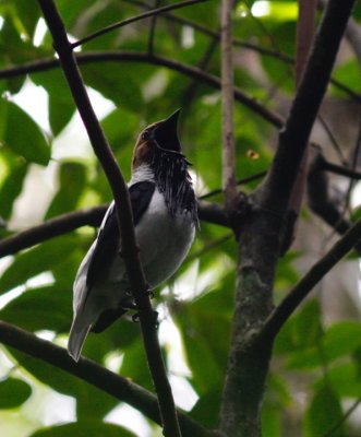 Bearded Bellbird