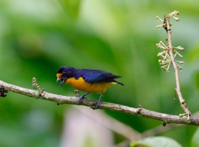 Violaceous Euphonia