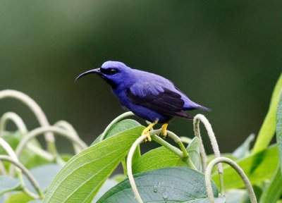 Purple Honeycreeper