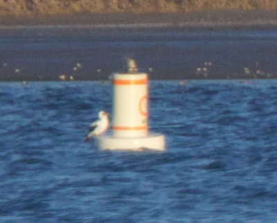 Nazca Booby, San Diego County, CA