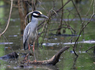 Wading Birds