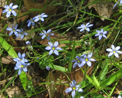 blue eyed grass