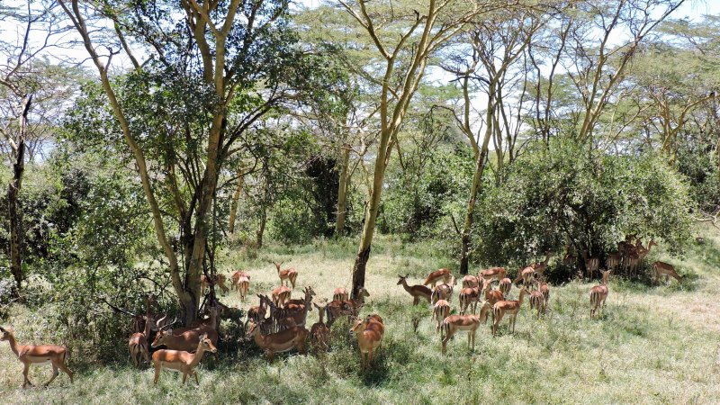 Impala 