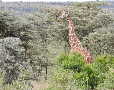 Girafe masai