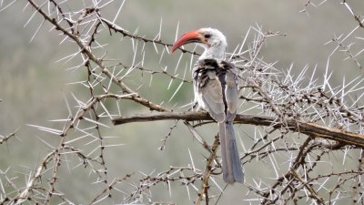 Calao  bec rouge - Red-billed Hornbill - Tockus erythrorhynchus