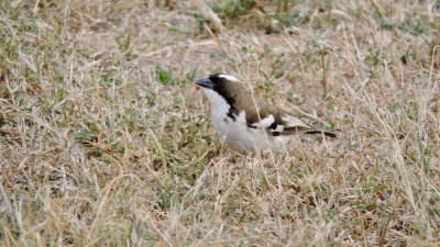  Mahali  sourcils blancs - White-browed Sparrow-Weaver - Plocepasser mahali  