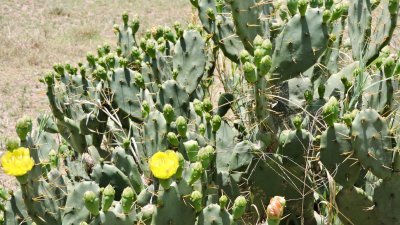 Cactus fleuri sur le chemin du camping