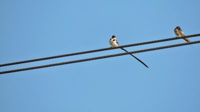 Veuve dominicaine - Pin-tailed Whydah - Vidua macroura